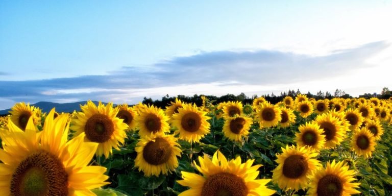 girasoli